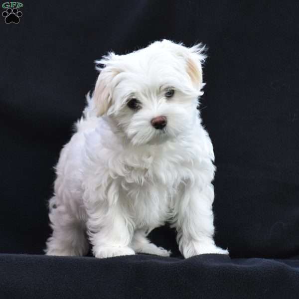 Frankie, Maltese Puppy